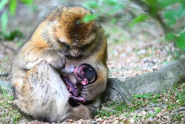 Der Tierpark am Bodensee feiert in diesem Jahr seinen 50. Geburtstag.  | Foto: Felix Kästle/dpa