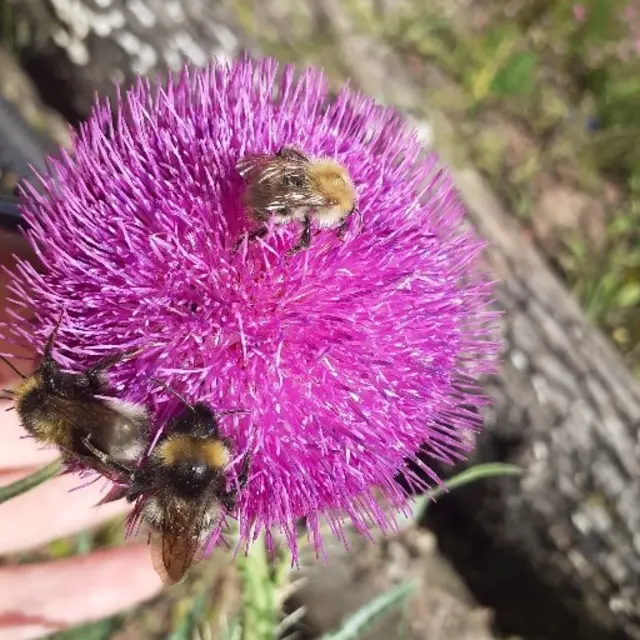 Wildbienen auf einer Artischockenblüte | Foto: Kerstin Reddig