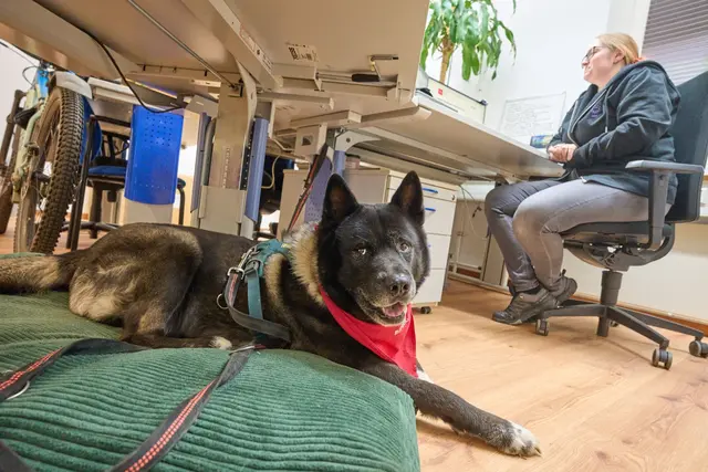 Fenris hat es bequem, während seine Halterin arbeitet.  | Foto: Thomas Frey/dpa