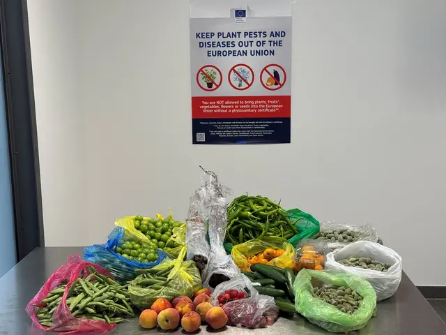 Der Zoll entdeckte am Flughafen Saarbrücken rund 60 Kilogramm Obst und Gemüse im Gepäck eines Pärchens aus Frankreich. Da für pflanzliche Lebensmittel aus Nicht‑EU‑Ländern strenge Einfuhrregeln gelten, wurde die Ware sichergestellt und vernichtet. | Foto: Hauptzollamt Saarbrücken