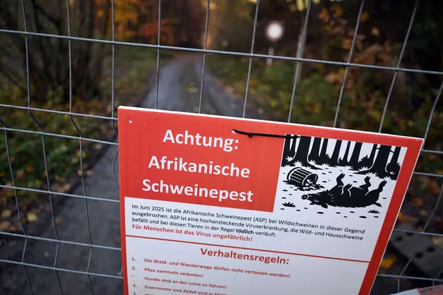 Ein Zaun soll die Schweine im Westerwald schützen. (Symbolbild) | Foto: Federico Gambarini/dpa