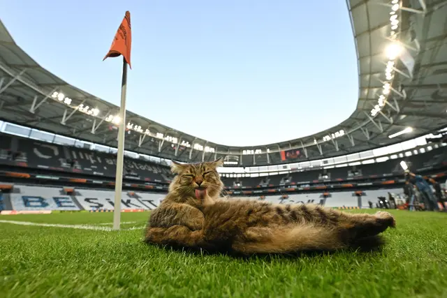 Am Rande des Abschlusstrainings machte es sich eine Katze am Spielfeldrand bequem. | Foto: Robert Michael/dpa