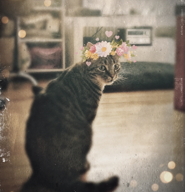 2016: selbst vor Haustieren machten die "lustigen" Retro-Filter nicht Halt | Foto: Heike Schwitalla (bearbeitet mit Filtern)