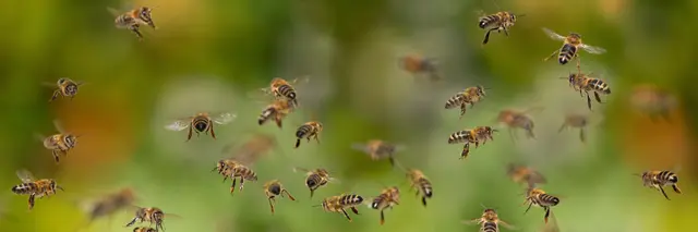 Ein Bienenschwarm an einer Hauswand beschäftigte am Donnerstag die Polizei in Böhl-Iggelheim. Ein Imker brachte die Tiere schließlich in Sicherheit. | Foto: Vera Kuttelvaserova/stock.adobe.com