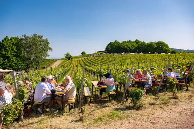 Sonnenschein, Wein und Reben: Beim Weinfrühling in Birkweiler zeigt sich das Pfingstwochenende in der Pfalz in der Weinlage Kastanienbusch von seiner genussvollen Seite | Foto: CC-BY Pfalz Touristik, Heimatlichter GmbH