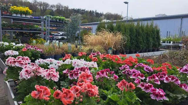 Saisonale Pflanzen bestimmen das Angebot des Fachmarktes Landfuxx | Foto: Monika Klein