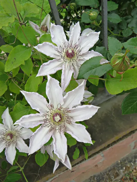 Nicht nur Rosen, sondern auch Clematis wachsen am Zaun | Foto: Brigitte Melder