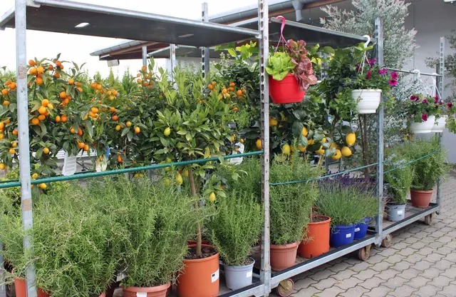 Für mediterranes Flair bietet der Markt für Gartenbedarf ein vielfältiges Sortiment | Foto: Monika Klein