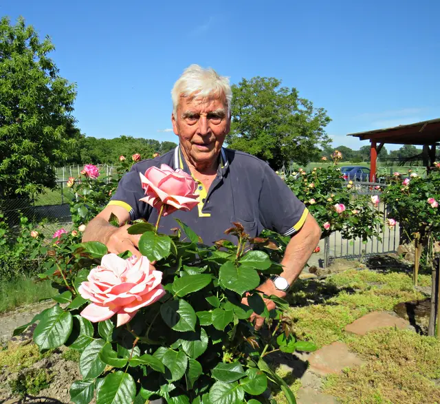 Alois Nieser, der Herr der Rosen | Foto: Brigitte Melder