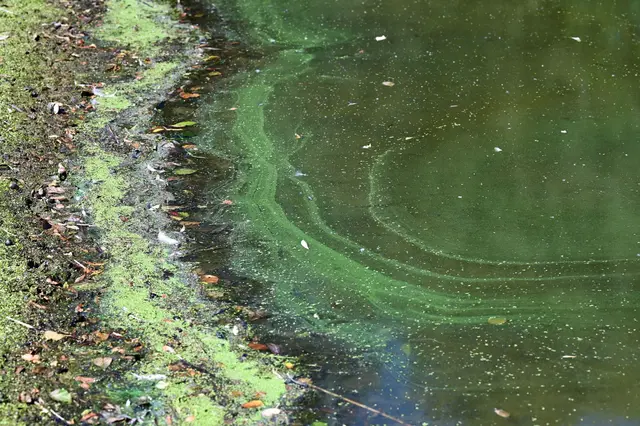 Grün-blaue Schlieren an der Wasseroberfläche sind ein Indiz für Blaualgen. (Symbolbild) | Foto: Uwe Zucchi/dpa