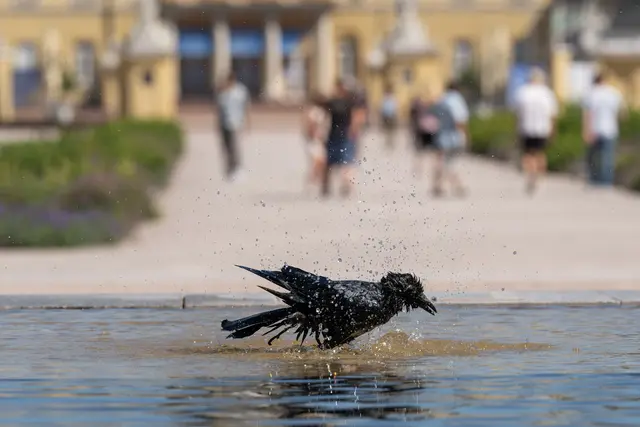 Ein Besuch im Schwimmbad oder am Badesee lohnt sich. | Foto: Silas Stein/dpa