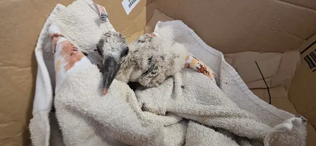 Den Sturz aus dem Nest hat dieses zwei Wochen alte Storchenküken überlebt: Feuerwehrleute retteten es vom Kirchendach in Freinsheim.  | Foto: Marie-Louise Wiesenbach/privat/dpa