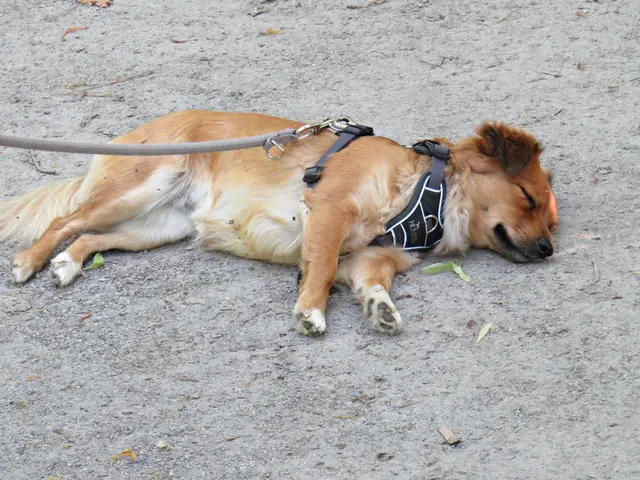 Auch der Hund war schlapp bei der Hitze | Foto: Brigitte Melder