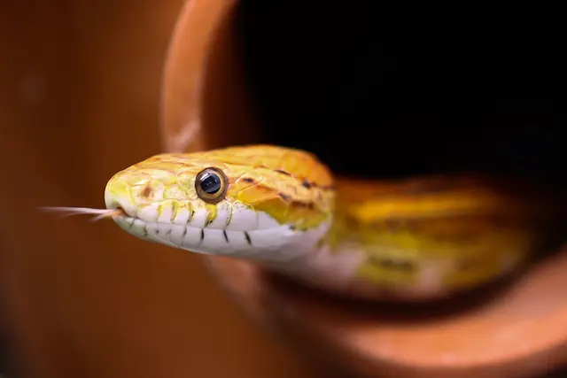 Kornnattern sind nicht giftig. Sie werden gerne in Terrarien gehalten. (Symbolbild) | Foto: Christian Charisius/dpa