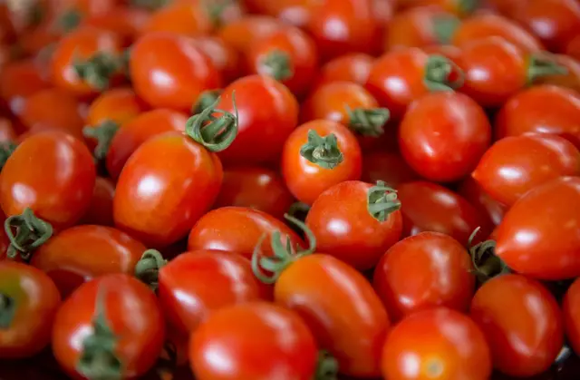 Tomaten werden tonnenweise angebaut. (Archivbild) | Foto: picture alliance / dpa