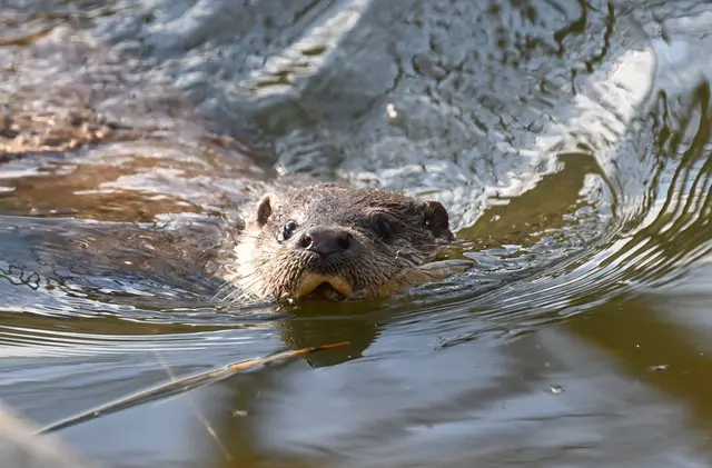Macht sich der Otter im Saarland wieder rar? (Symbolbild) | Foto: Bernd Weißbrod/dpa