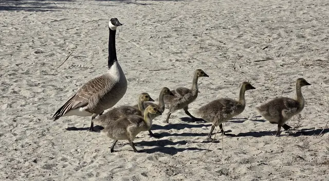 Der erste Verdachtsfall war am 18. Februar eine verendete Kanadagans. Labore bestätigten H5N1. Jetzt meldet der Landkreis: Ausbruch beendet, Park wieder offen. | Foto: Eva Bender