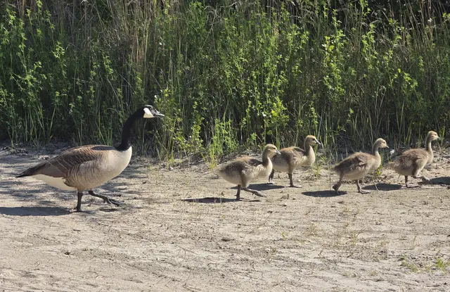 Alle späteren Proben im Vogelpark waren negativ | Foto: Eva Bender