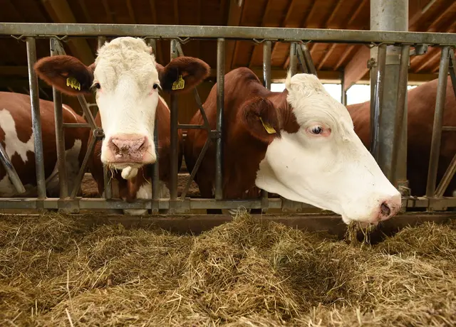 Insbesondere auf der Alm infizieren sich Rinder bei Rotwild oder anderen infizierten Kühen. (Symbolbild) | Foto: Angelika Warmuth/dpa
