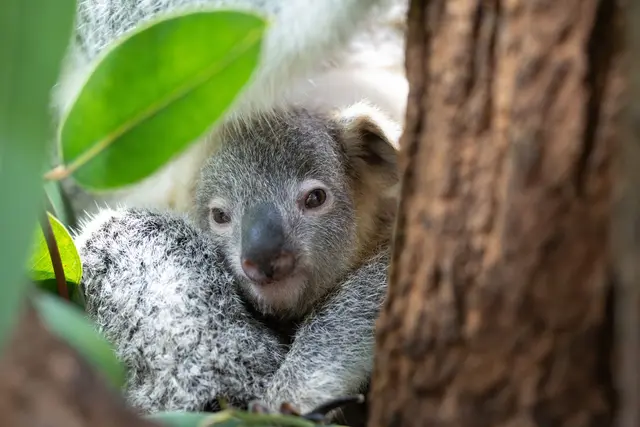 Der junge Koala Jingeri wurde nicht mal ein Jahr alt. (Handoutfoto) | Foto: -/Wilhelma Stuttgart/dpa