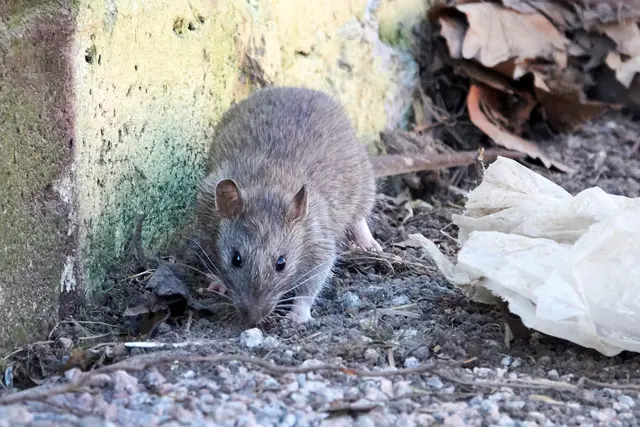 Wer im Sommer Abfälle und Tierfutter draußen lagert, kann Ratten anziehen. Die Stadt gibt Hinweise, wie sich das vermeiden lässt. | Foto: Stadt Pirmasens