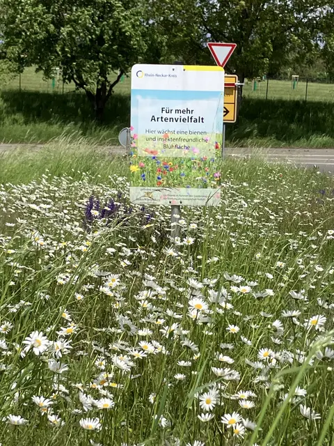 Mit Hinweistafeln macht das Amt für Straßen- und Radwegebau auf die bienen- und insektenfreundlichen Blühflächen entlang der Straßen aufmerksam. | Foto: Landratsamt Rhein-Neckar