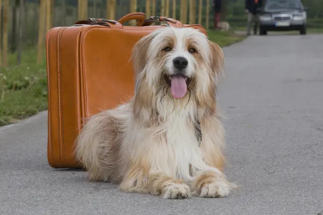Urlaub mit Hund: EU-Heimtierausweis, Mikrochip, Tollwutimpfung und Parasitenprophylaxe rechtzeitig klären. | Foto: Andrea Klostermann / BfT