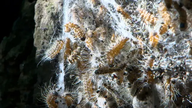 Die feinen Haare des Prozessionsspinners enthalten ein Nesselgift, das Beschwerden auslösen kann - hier ein Nest an einem Baum am Waidsee.  | Foto: René Priebe/dpa