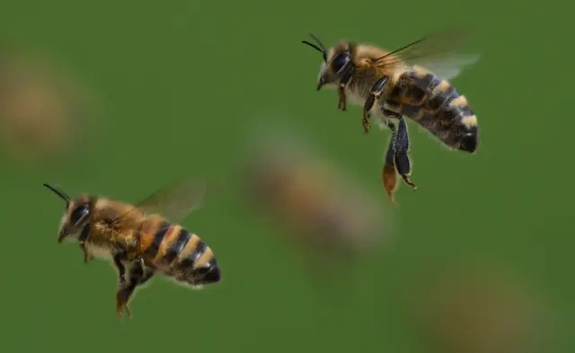 Ein Bienenstich auf dem Weg zur oder von der Arbeit kann rechtlich als Arbeits- oder Dienstunfall anerkannt werden. | Foto: dpa