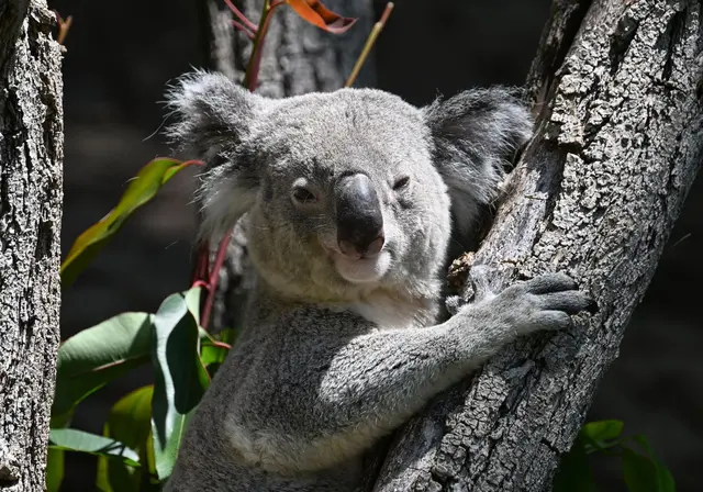 Drei Koalas leben jetzt noch im Stuttgarter Zoo. | Foto: Bernd Weißbrod/dpa