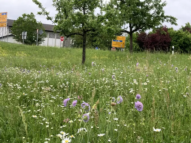 Wo früher überwiegend eintönige Grasflächen das Straßenbegleitgrün prägten, blühen heute an vielen Stellen im Rhein-Neckar-Kreis wieder heimische Wildpflanzen. Die naturnahe Pflege fördert die Artenvielfalt und schafft wertvolle Lebensräume für Insekten. | Foto: Landratsamt Rhein-Neckar-Kreis