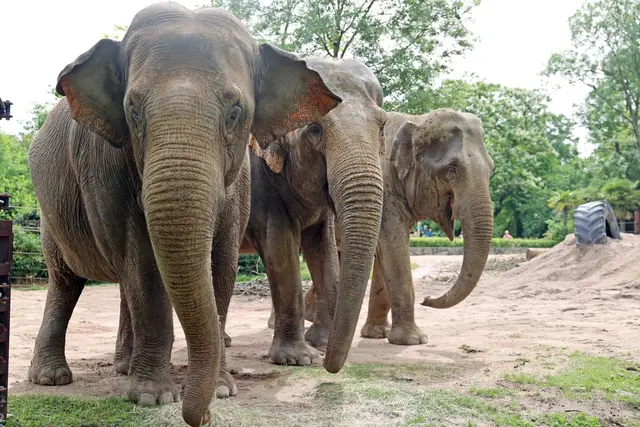 Ein Ferientag, an dem noch ein Ausflugsziel für Kinder und Eltern fehlt: Für die Zoo-Tagesfahrt ab Pirmasens sind noch Plätze frei. | Foto: Stadt Pirmasens