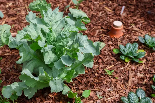 Ollas sind im Garten richtige Superhelden, wenn es um die Bewässerung von Pflanzen geht. | Foto: Michael/stock.adobe.com