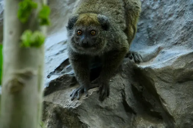 Erstmals leben zwei Tiere der bedrohten Primatenart in dem Zoo. (Handoutbild) | Foto: Ben Ulrich/Zoo Neuwied/dpa