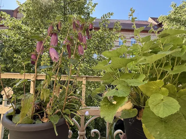 Kirschrote Blüten der Campanula punctata Bowls of Cherry