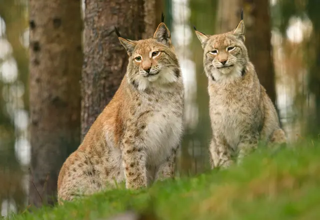 Zum Aktionstag im Wildpark können Kinder ein seltenes Tier am Gehege genauer kennenlernen. | Foto: Landesforsten RLP/Lamour Hansen