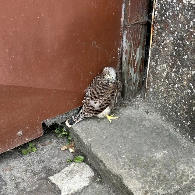 Zwei junge Turmfalken liefen in Weisenheim am Sand auf die Straße. Polizei und Feuerwehr sicherten die Greifvögel, bevor sie in eine Greifvogelstation gebracht wurden. | Foto: Polizeidirektion Neustadt/Weinstraße