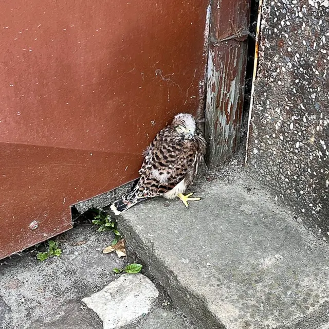 Die kleinen Turmfalken waren nach dem Sturz aus dem Netz in Gefahr, die Polizei griff ein. | Foto: -/Polizeiinspektion Bad Dürkheim/dpa