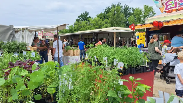 Gehörten ebenfalls zum Angebot: Gemüse und Kräuter für den Garten | Foto: Monika Klein