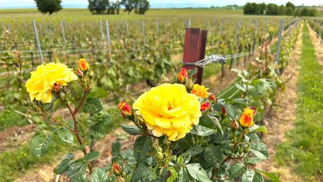 Das Keschdebuschfest 2026 südlich von Kapellen-Drusweiler verbindet am Sonntag, 7. Juni 2026, Rosenblüte, Genuss und Pfälzer Lebensfreude.
 | Foto: Thorsten Kornmann