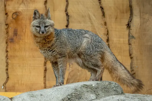 Nur ein weiterer Tierpark hat laut Zoo Neunkirchen diese Tierart im Bestand.  | Foto: Heribert Brende/Zoo Neunkirchen/dpa