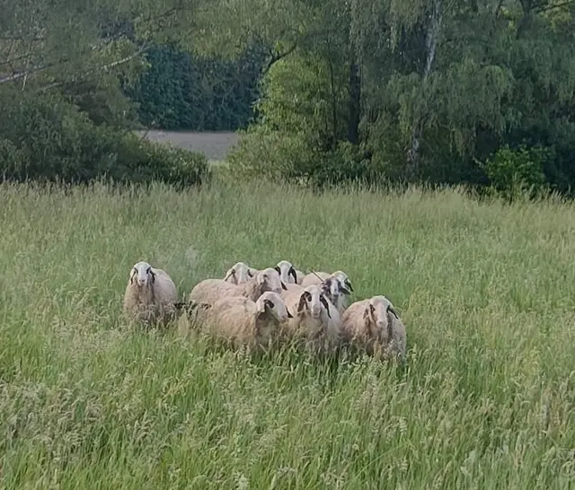 Mehrere Schafe gerieten am frühen Morgen auf eine Bahnstrecke bei Rockenhausen. Ein Zug musste deshalb im Schritttempo fahren, bis die Tiere den Gleisbereich wieder verlassen hatten. | Foto: Bundespolizeiinspektion Kaiserslautern
