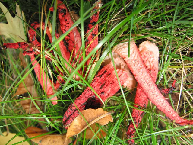 Tintenfischpilz aus dem Bienwald | Foto: Dieter Oberle/frei