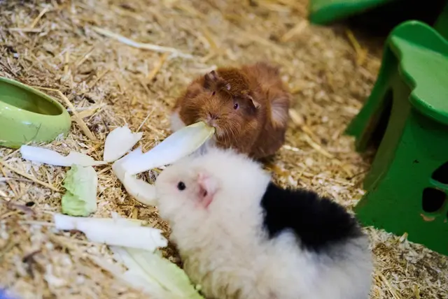 Eine Meerschweinchenbesitzerin in Renchen fand alle ihre Schützlinge tot auf. (Symbolbild) | Foto: Annette Riedl/dpa
