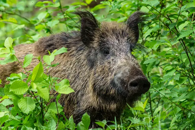 Wer im Wald, am Feldrand oder im Weinberg unterwegs ist, sollte bei Wildschweinen Abstand halten, besonders wenn Frischlinge dabei sind | Foto: Arkadiusz/stock.adobe.com