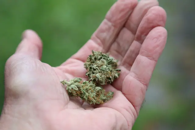 31 Kilogramm mutmaßliches Marihuana soll ein Mann aus der Schweiz nach Deutschland habe bringen wollen. (Symbolbild) | Foto: Karl-Josef Hildenbrand/dpa