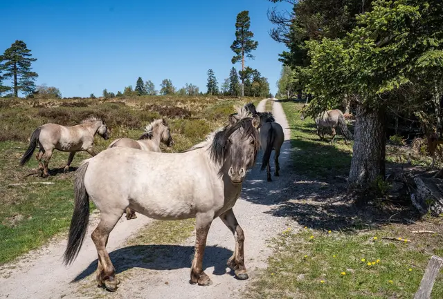 Eine Herde Konikpferde weidet im Schwarzwald. | Foto: Daniel Müller/Nationalpark Schwarzwald/dpa