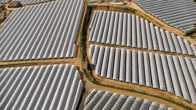 Erdbeeren – Genuss mit Beigeschmack: Die Doku blickt auf Erdbeeranbau unter Plastik bei Huelva und seine Folgen. | Foto: ZDF, Foto: Stefan Spoo