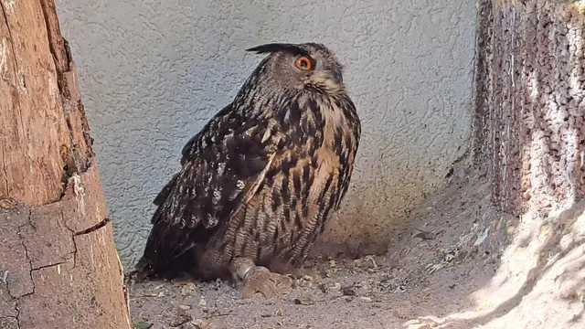 Dieser stolze Uhu ist nach einem Zusammenstoß mit einem Zug auf einem Auge blind | Foto: Monika Klein