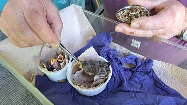 Kurt Wilhelm füttert die Piepmätze mit Würmern | Foto: Monika Klein
